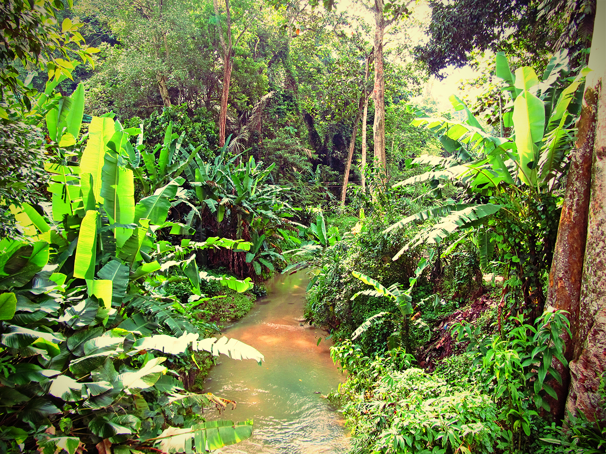 rainforest36