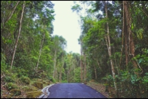 Ayer Itam Hill Road